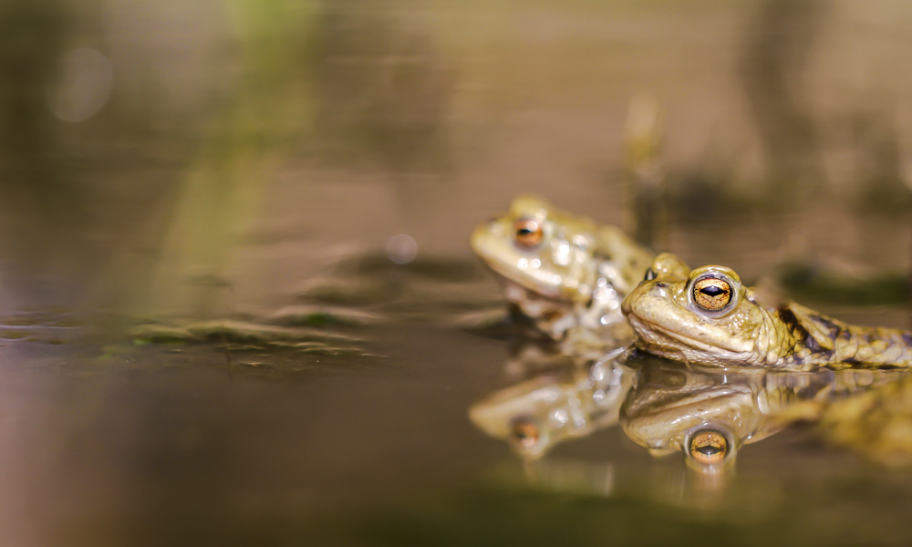 3. Platz Sieglinde Senser